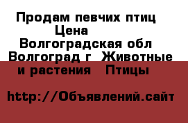 Продам певчих птиц › Цена ­ 250 - Волгоградская обл., Волгоград г. Животные и растения » Птицы   